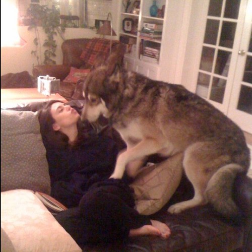 Kissed by a wolf (the photo, not a metaphor)