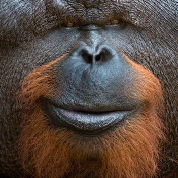 just a big ol orangutaner