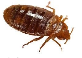 whatisbedbug7's profile picture. 