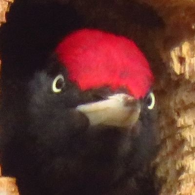 鳥アカウント作りました🦅
野幌森林公園で活動中/HOKKAiDO LOVE💕地元Loveです🥳

道内をトレッキングをしながら出会った野鳥・動物・野草を撮っています/黒や黒っぽい鳥が大好き/撮影は超超素人級 カメラにお任せで上達なし😮‍/コンデジSX70HS←難しい🫨今は写真撮っても撮りっぱなし😬