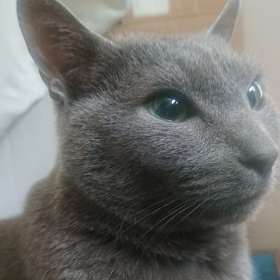 けねこ Ke Neko Twitter けねこ Ke Neko Twitter