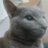 けねこのアイコン