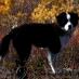 aurora_dog (@aurora_dog) Twitter profile photo aurora_dog (@aurora_dog) Twitter profile photo