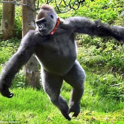 ゴリゴリのゴリ(銭湯民族)さんのプロフィール画像