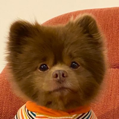 chocolate Pomeranian born May 2013 adopted off Petfinder and work at an art gallery