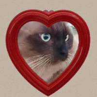 the cat mom 🍉(@salahparagraf) 's Twitter Profile Photo