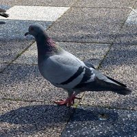 かえで(仮) (@cqmaple1) 's Twitter Profile
