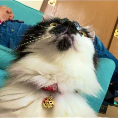 3才の保護猫ちゃん兄妹の里親です！ TNRで保護されたので2匹ともさくら猫ちゃんです🌸 保護猫で1才の深宵ちゃんが仲間入り🥰YouTubeはじめました！リンクから飛んでください(=^・^=)