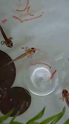 dora__emi's profile picture. フトアゴやカナヘビ、シリケンイモリ飼育してます。