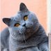 LeGrosChatBleu (@bluecat571971) Twitter profile photo LeGrosChatBleu (@bluecat571971) Twitter profile photo