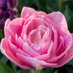 Flower Prince Garden (@_flower_prince_) Twitter profile photo Flower Prince Garden (@_flower_prince_) Twitter profile photo