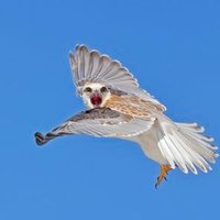 For the Love of Birds (@georginasteytl1) 's Twitter Profile
