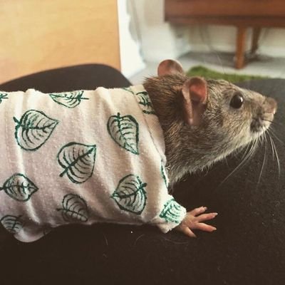 Bobbleberry's profile picture. Don't follow me. He/him. Roller derbyer for The Inhuman League. I own a lot of toy robots for a grown up. ACAB