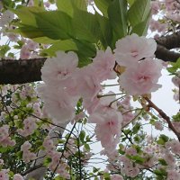kawawan (@kawawanwan1) 's Twitter Profile