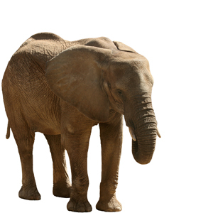 sabaori's profile picture. マジメなデジマ屋
2016年3月22日嗅神経断裂以後嗅覚無