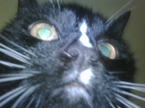 PuckKitteh's profile picture. I am Cat. Look on my works, ye mighty, and despair!