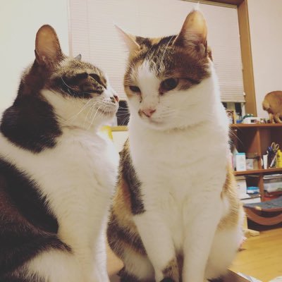 neko5darake's profile picture. 家猫7匹・外猫2匹居ます。人間(夫・娘)より猫多しです。猫に癒されながら日々を過ごしてます 個人でぼちぼちとTNRや保護・里親さん探ししています。リツイート多めです。