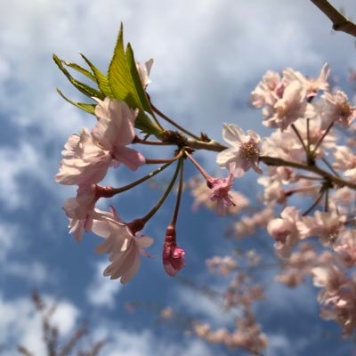 呟きたいことを呟くアカウント 飛行機大好き 空が好き 海が好き