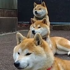 柴犬様 柴犬の写真「Doge」4.7億円で落札 NFTチャリティーで“なりすまし