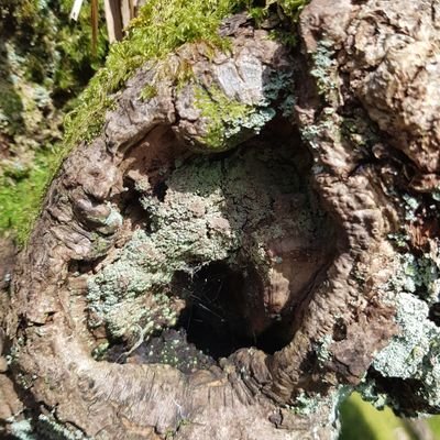 Posts about lichen and moss of the Lake District National Park (and other nice places/stuff). Enthusiastic but lacking expertise. Guardians of #lichenportal