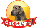 CaneCampione's profile picture. Corsi di educazione base, corsi per cuccioli, rally-obedience, agility, rieducazione comportamentale, ricerca olfattiva, dog dance e wedding dog.