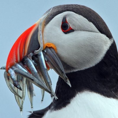 Just your average amateur birdwatcher. (And film and TV enthusiast)