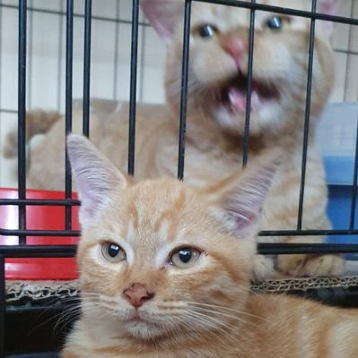 kumakitana's profile picture. Frustrated Cook. Gaming nut. Voice Actor.