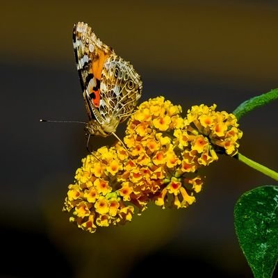 akashcivil558's profile picture. Nature Lover🌳🌱
No Left No Right
जो सच उसका पूर्ण समर्थन