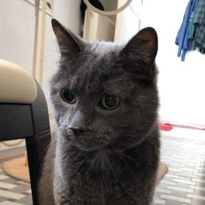 loulou_gris's profile picture. 