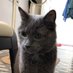 Loulou Chat Gris (@loulou_gris) Twitter profile photo Loulou Chat Gris (@loulou_gris) Twitter profile photo