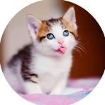 Kittens folder