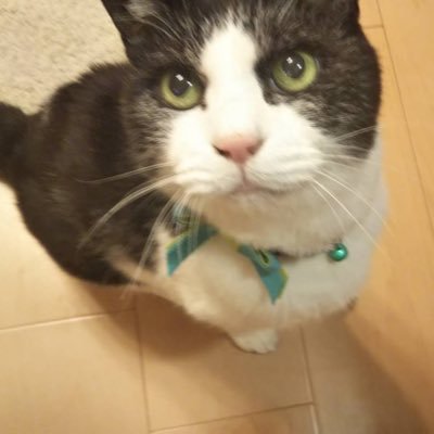 I love cat, fishing, and science. Kitasato-U. Junior Associate Professor. Microscopy/ Genetically encoded fluorescence indicators