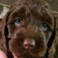 nik73 (@nik7318) 's Twitter Profile