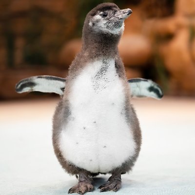 Archive of information about the adorable penguins at @AquariumNZ!