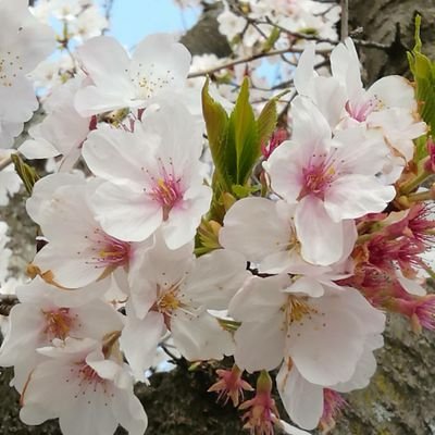 yumachan9254's profile picture. 綺麗な花。自然を大切にしたいです。 羽生結弦選手応援しています 。2013年羽生結弦選手が18歳の時からのファンです。
プロアスリート羽生結弦選手益々応援します✨
猫も大好きです。😺