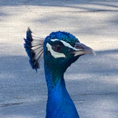 earthbounding's profile picture. 