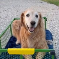 Manchego's Happy Face (@manchego_happy) 's Twitter Profile