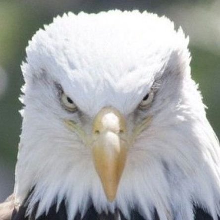 AmericanMade. America 1st. WeThePeople. Freedom is not Free. Stand. Salute. Lacrosse - best sport in the world. Ravens 🐦⬛ Flock