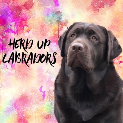 HerdUpLabs Profile Picture