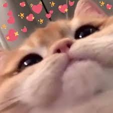 KittyNikaさんのプロフィール画像