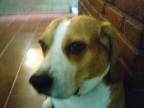 PaIlich's profile picture. Pendiente.... sin tiempo :(