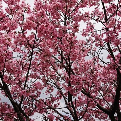 4HcMx6TLRFhDwDP's profile picture. 