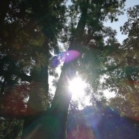 MorphoStar (@morpho_star) 's Twitter Profile