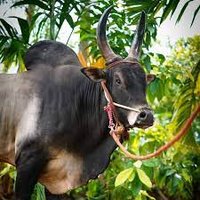 jeeva (@jeeva97603734) 's Twitter Profile