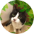 kのアイコン