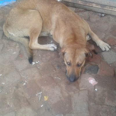 mangwanepetrus's profile picture. I fix cars all brands 
hala me on 0780242844 or catch me  on mangwanepetrus@gmail.com
remem661701978