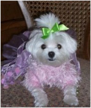 laylaspetstore's profile picture. 