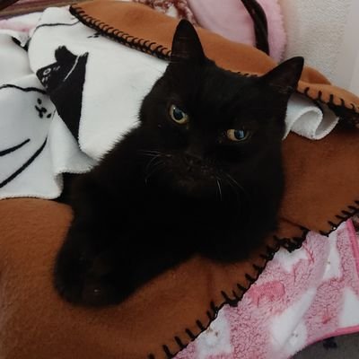 acatinthesun's profile picture. 黒猫おっくん🐈‍⬛20歳真夏にお空へ🌻✨🌈その後縁あって兄妹黒猫さん🐈‍⬛🐈‍⬛をお迎え☺️日本に平和が戻りますように✨🙏動物達に優しい世界は人にもきっと優しいはず🇯🇵を守りたい