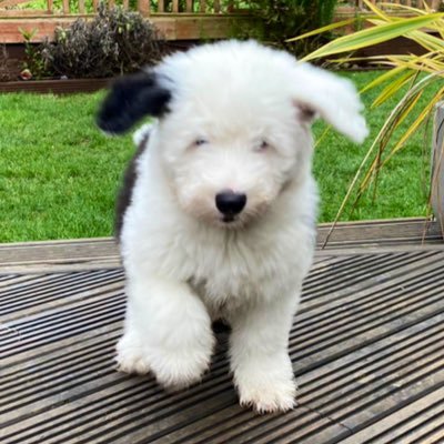 Adventures of Mopsy the Old English Sheepdog & loving memories of Milly who went over the rainbow bridge on 7th Jan 2021, forever in our hearts ❤️