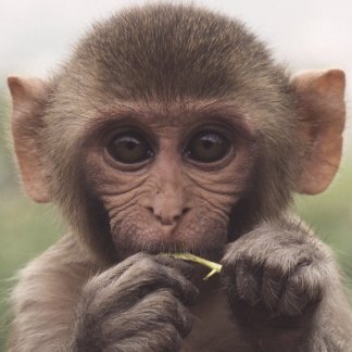 Crypto Alman Ape 🚀